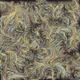 Serica #362