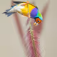 Parrot