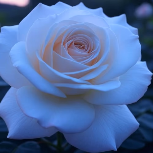 Stellar Lotus