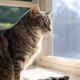 CAT2