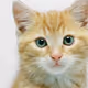 VIPPY the cat