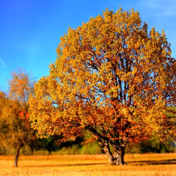 Marcador de posición de elemento multimedia