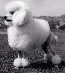 poo