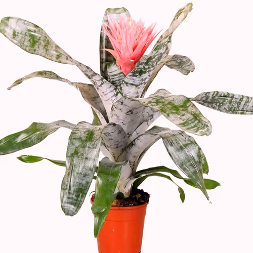 Synthetic Eden