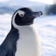 PENGU