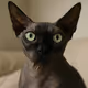 pesapei