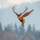 flying deer