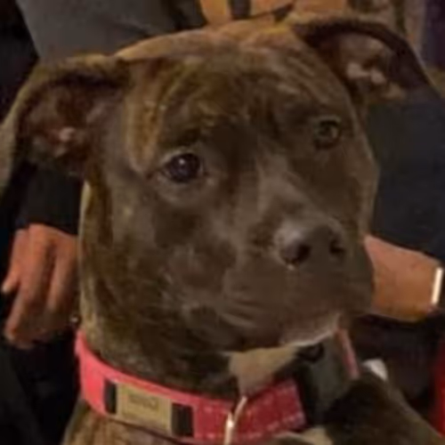 The good boy