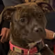 The good boy