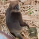 LANKA APE