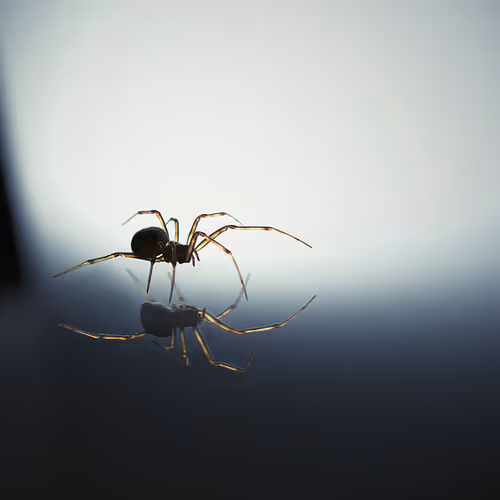 Ancient orbit shamans