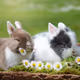 RABBIT2025