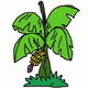 musa