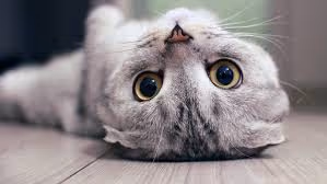 cat chiling