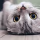 cat chiling