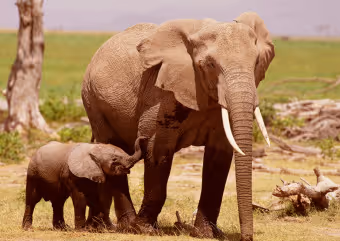 elephant