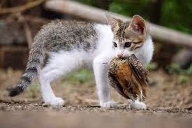 cats