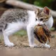 cats