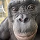 Ape chain NFT