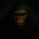 Primal Shadows
