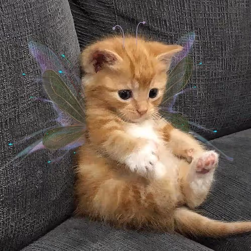 kitty