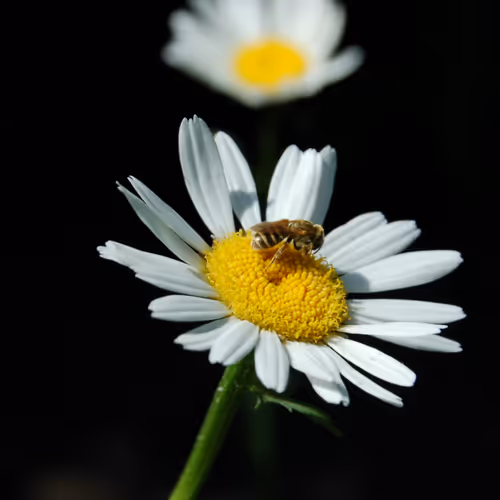 bzz