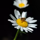 bzz