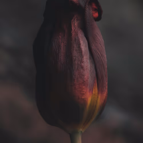 Tulip