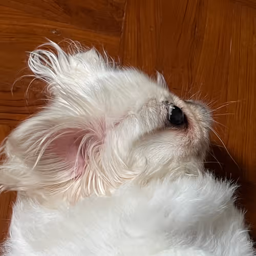 sleepingpeke arb