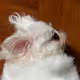 sleepingpeke arb