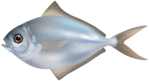 tuna