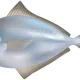 tuna