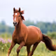 Spiritual Meanings of Horse