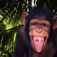 Monkeys