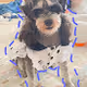 my cute dog V2