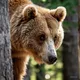 Bear collectibles