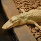 The Albino Alligator