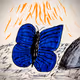 Blue Butterfly