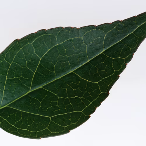 DAUN