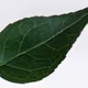 DAUN