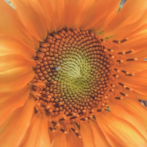 Girasol