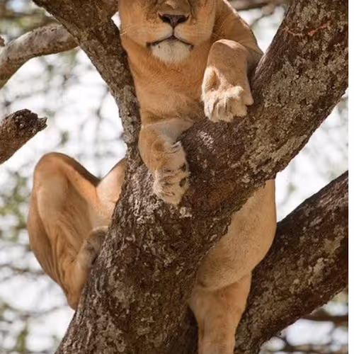 Lionne