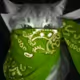 CatBandana
