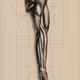 Right limb