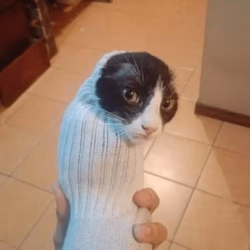 wtf