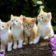 Test Kittens