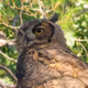 Animals of Sonora