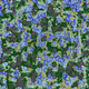 137000132