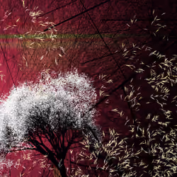 conversation with the wind #256