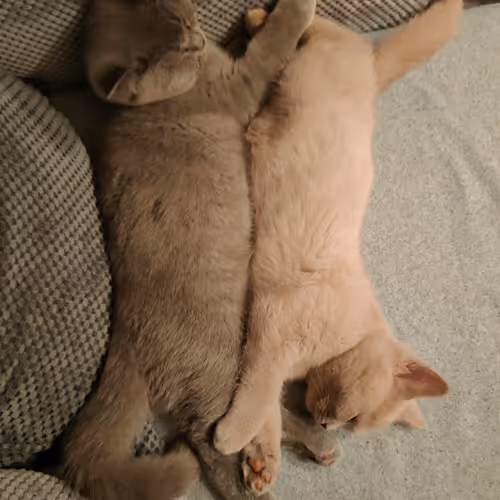 Cats